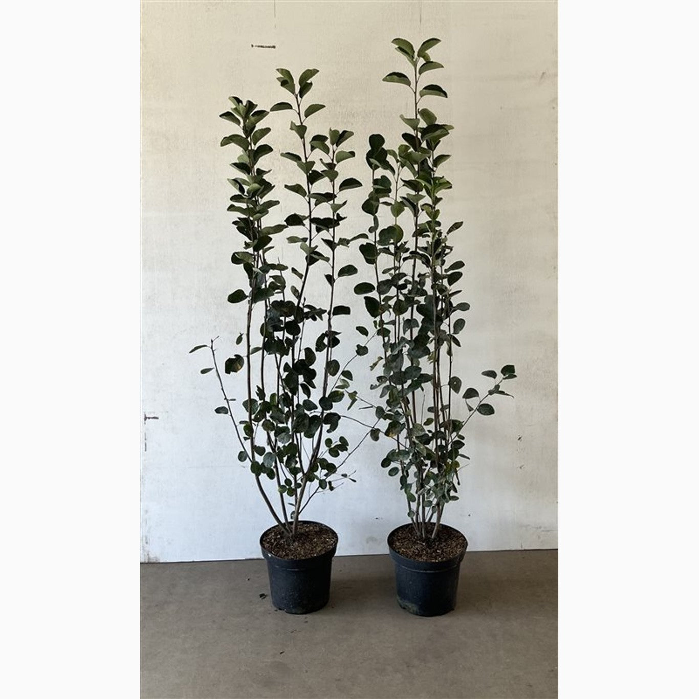 Häggmispel – Amelanchier spicata - C7,5 100-125 CM